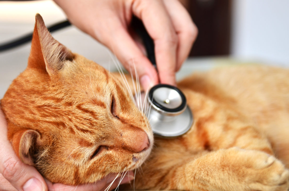 Các vấn đề liên quan đến bệnh lý ở mèo đều không thể coi thường