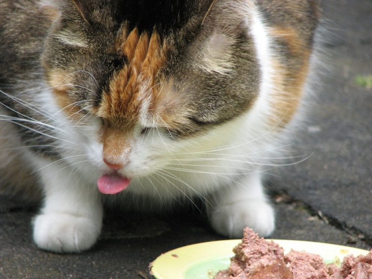Thức ăn không phù hợp hoặc thay đổi đột ngột dễ khiến mèo bị tiêu chảy không kiểm soát
