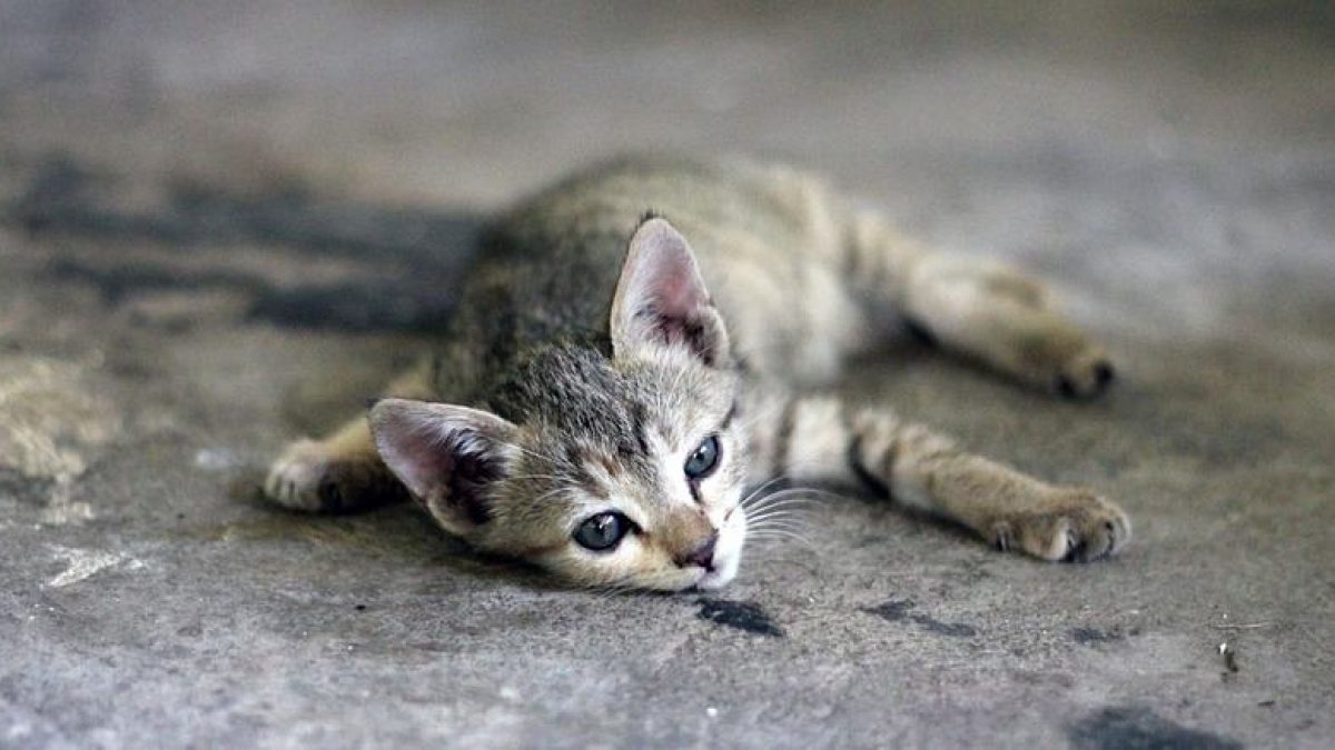 Tỉ lệ tử vong ở mèo con khi mắc bệnh truyền nhiễm như giảm bạch cầu khá cao 