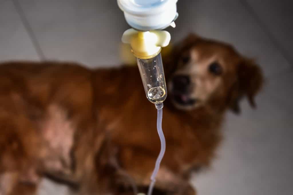Nếu con chó của bạn xuất hiện bất kỳ triệu chứng nào ở trên, đừng đợi 24 giờ mà hãy cố gắng đưa chó đến bệnh viện thú y gần nhất.