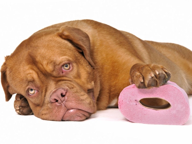 Chế độ ăn uống là một trong những nguyên nhân phổ biến nhất của bệnh tiêu chảy ở chó