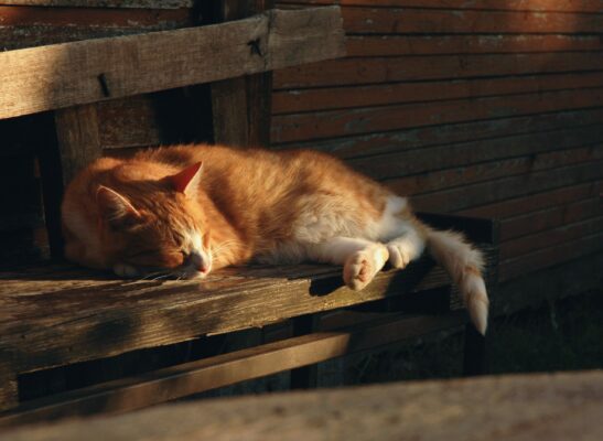 Mèo bị giảm bạch cầu có thể trạng mệt mỏi, chán ăn
