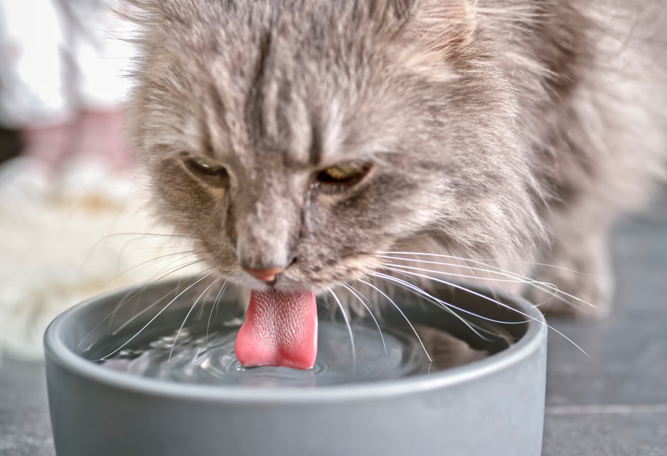 Tiêu chảy khiến cơ thể mèo mất rất nhiều nước
