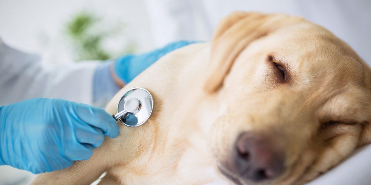 Chó bị Parvo vẫn cần tái khám sau quá trình điều trị