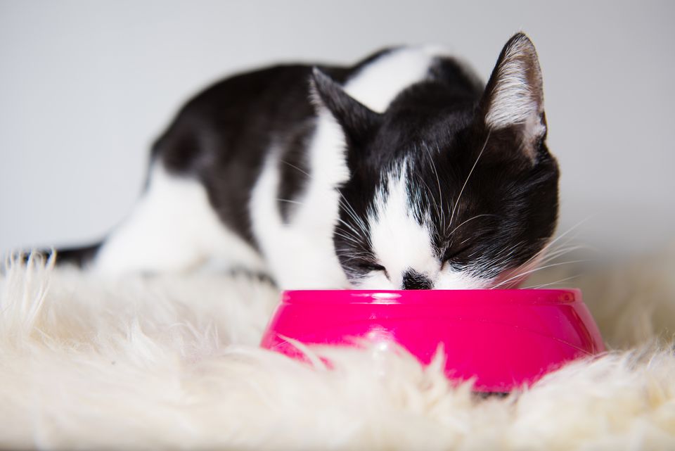 Luôn vệ sinh khay thức ăn, chỗ ngủ của mèo thường xuyên