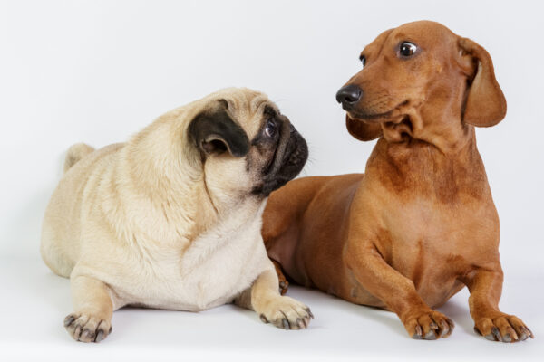 Chó Pug nhiễm bệnh Parvo chủ yếu do tiếp xúc với chó mang mầm bệnh trong người
