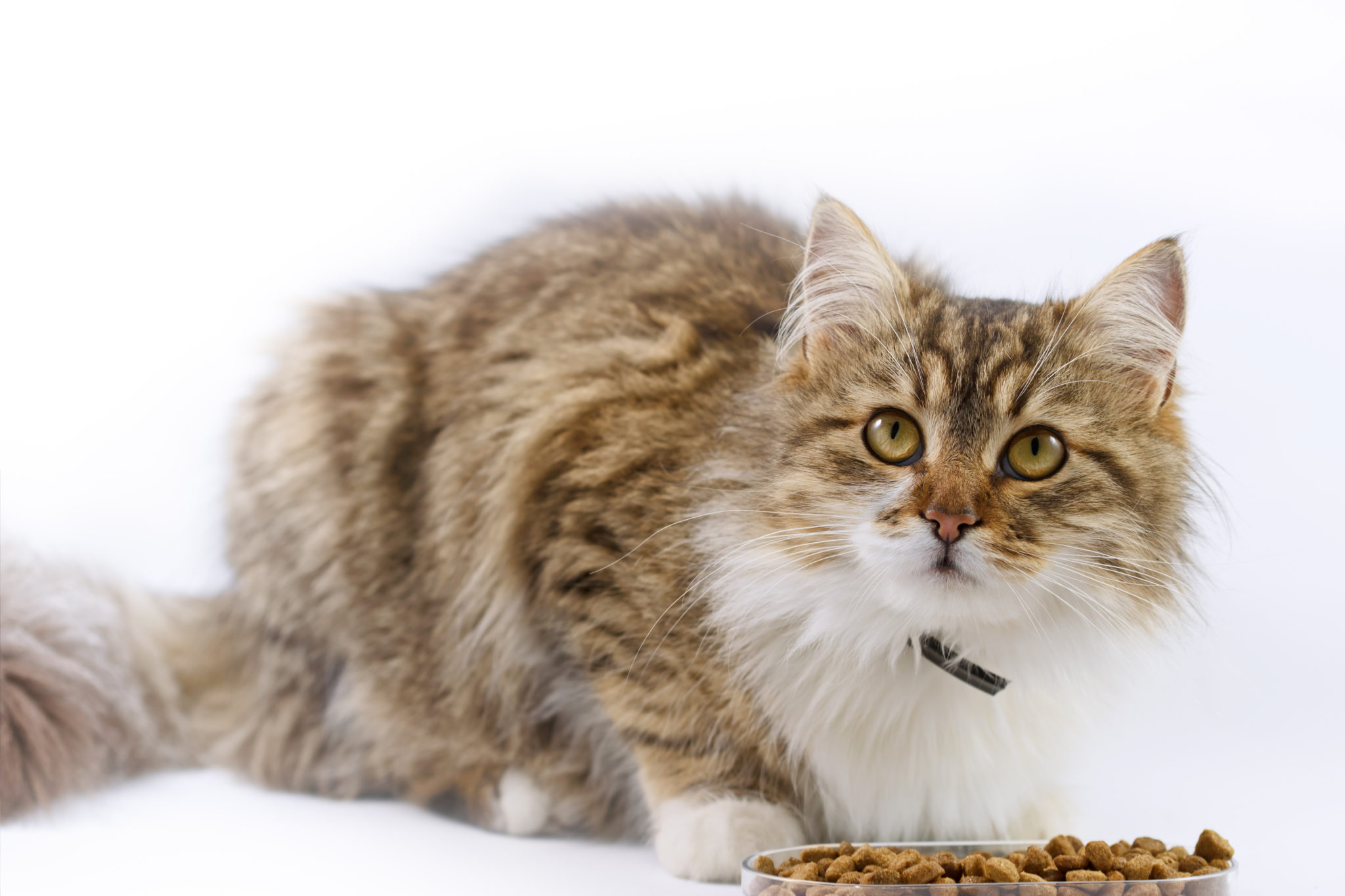 Mèo bị tiêu chảy bỏ ăn - Tình trạng nguy hiểm nếu không chữa trị kịp thời - Lifepet