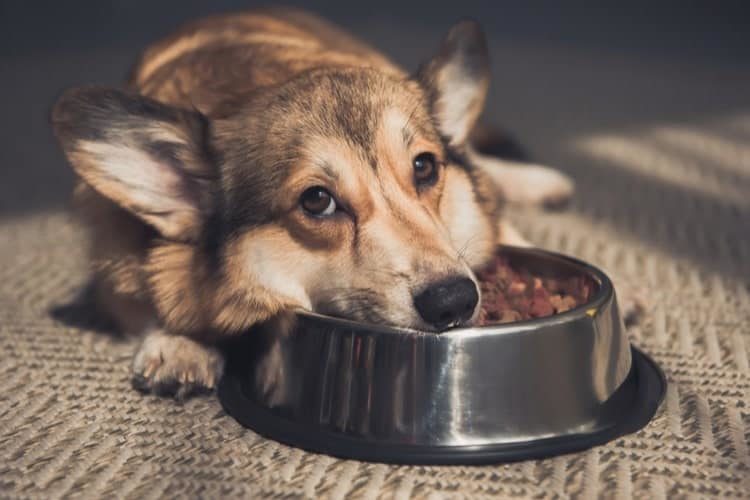 Cho chó mẹ ăn thức ăn dễ tiêu hóa trước, sau đó từ từ mới đưa về chế độ ăn ban đầu