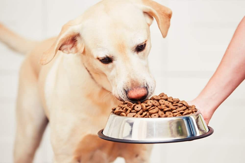 Chế độ ăn uống phù hợp sẽ giúp chó mau hồi phục