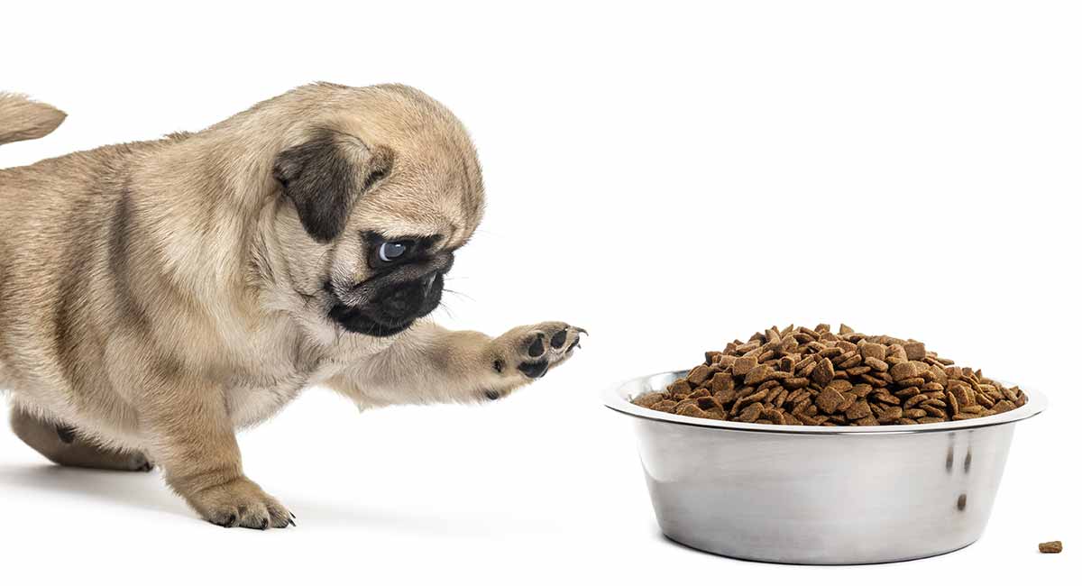 Vì chó pug khá tham ăn nên ăn uống là một trong những nguyên nhân phổ biến khiến pug bị đi ngoài