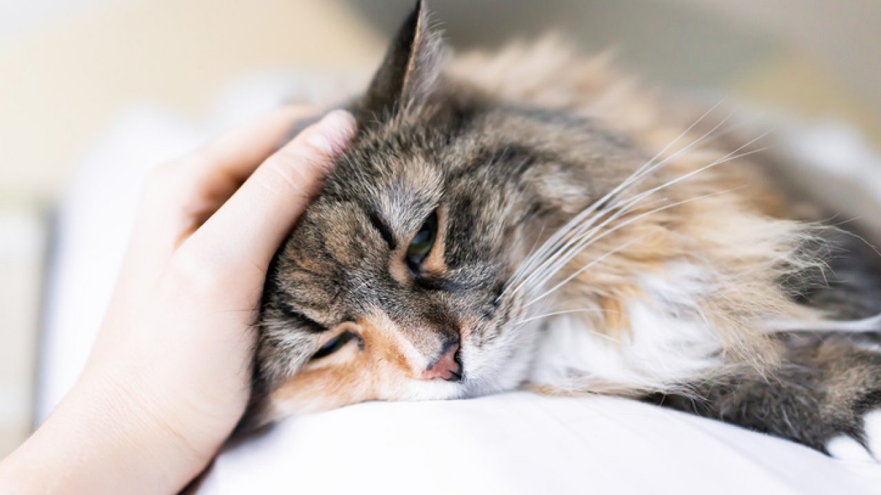 Cần xác định đúng bệnh để chữa trị kịp thời cho mèo