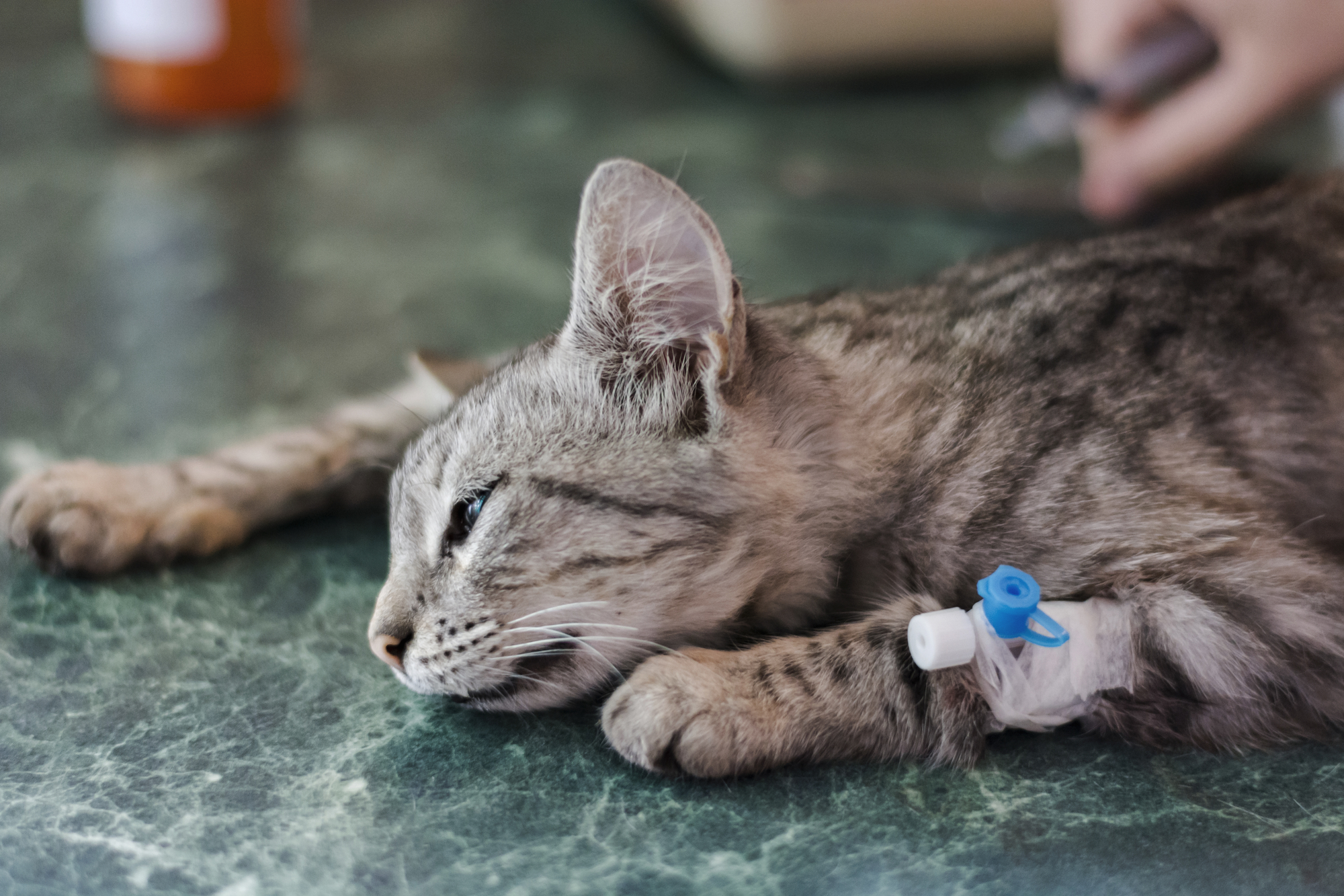Mèo bị tiêu chảy không kiểm soát cần được đưa đến các cơ sở y tế thú y để kiểm tra