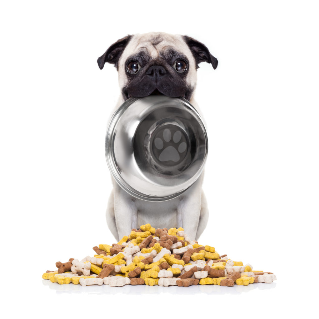 Thay đổi chế độ ăn phù hợp và dinh dưỡng cho chó pug