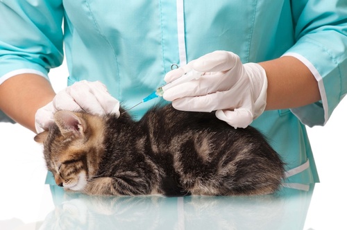 Cần áp dụng phác đồ chữa bệnh theo từng triệu chứng bệnh ở mèo