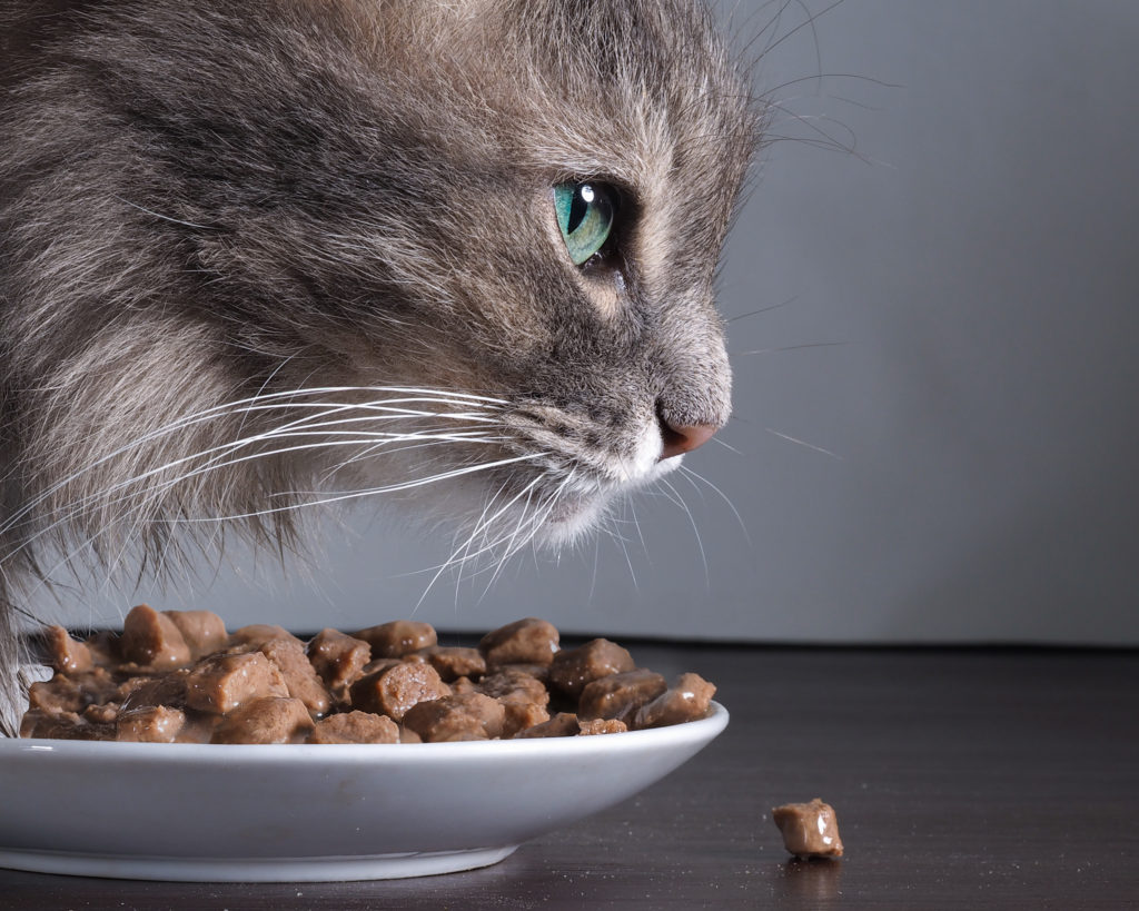Bất kỳ động thái thay đổi liên quan đến thực phẩm đều có thể gây nên tình trạng tiêu chảy ở mèo