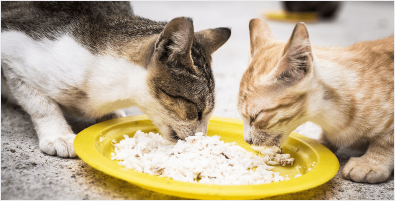Cơm khó bảo quản và dễ ôi thiu, dẫn đến việc mèo bị tiêu chảy nếu không được vệ sinh thường xuyên