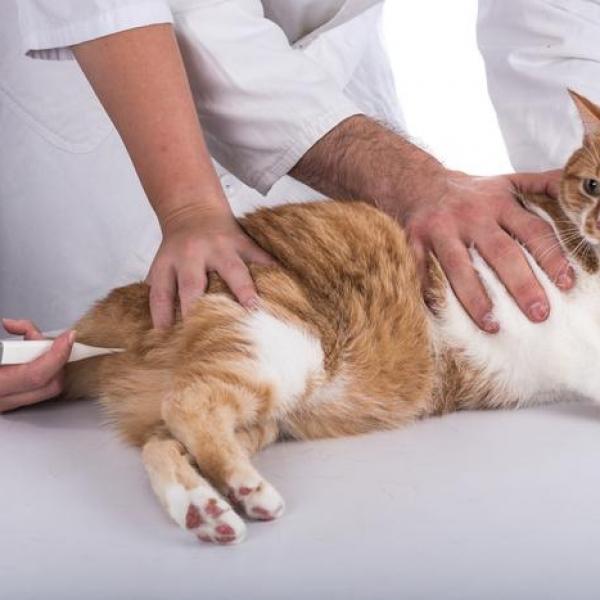 Nên đưa mèo đến các trung tâm thú y để được điều trị kịp thời