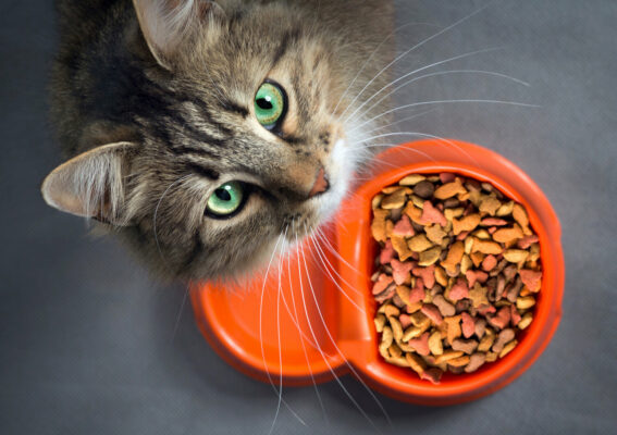 Tiêu chảy thông thường thường liên quan đến chế độ ăn của mèo