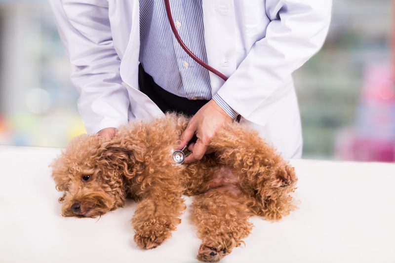 Chó Poodle hệ miễn dịch tương đối yếu hơn các giống chó cảnh hoặc chó lớn khác