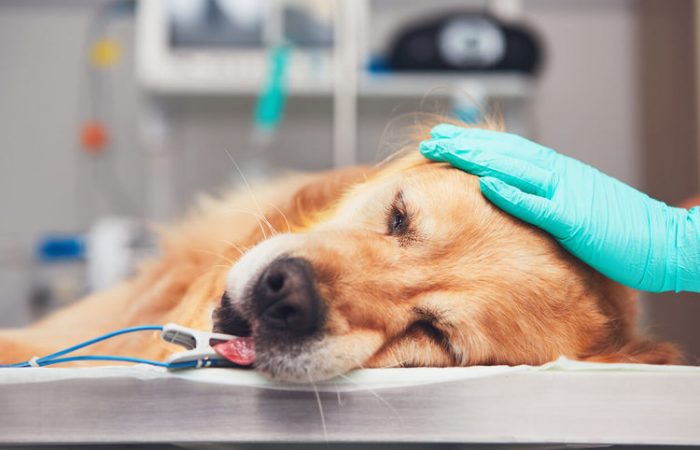 Đưa chó ra thú y ngay khi có triệu chứng để tăng tỷ lệ chữa khỏi bệnh