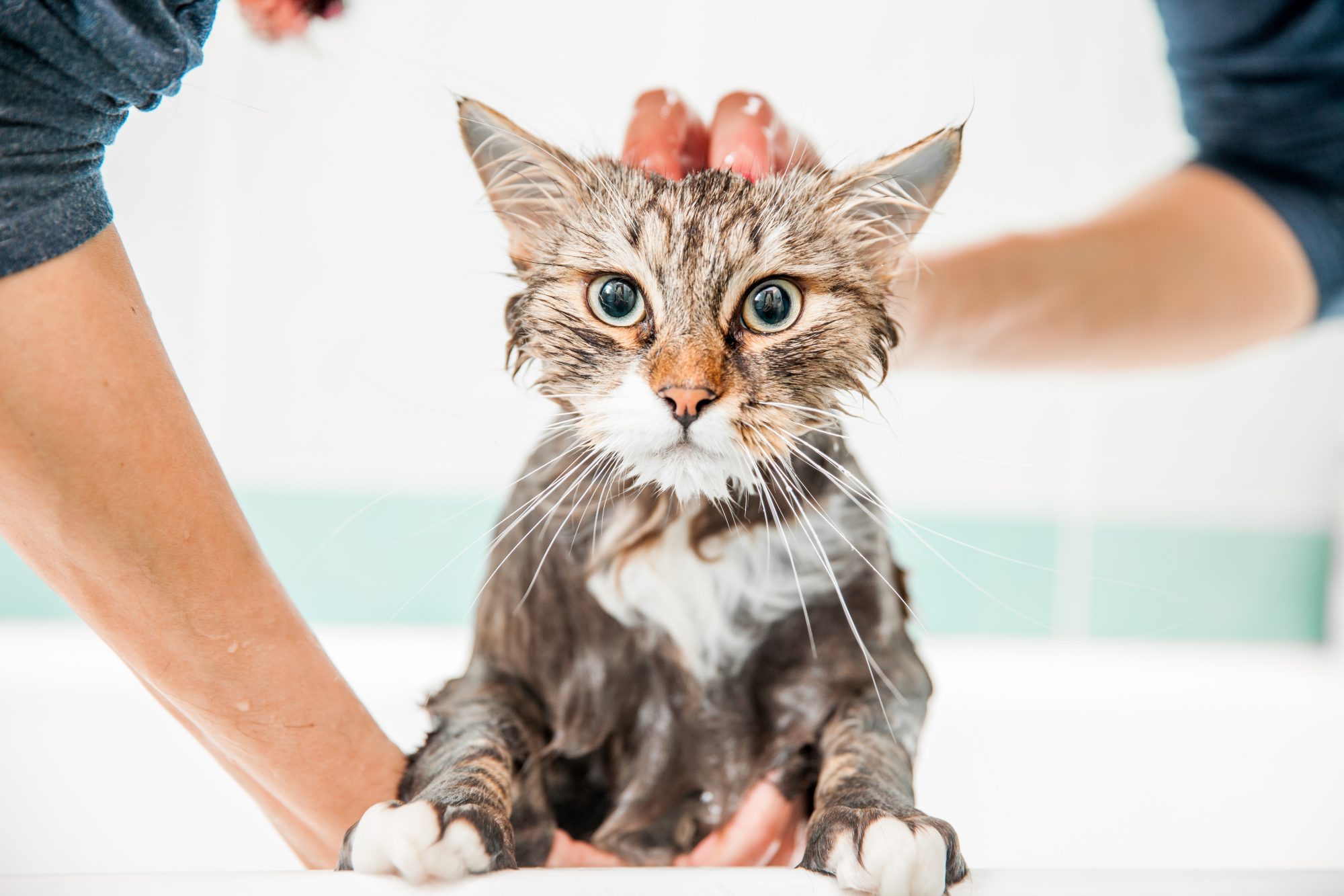 Tiêu chảy sau khi tắm ở mèo là tình trạng không quá nguy hiểm