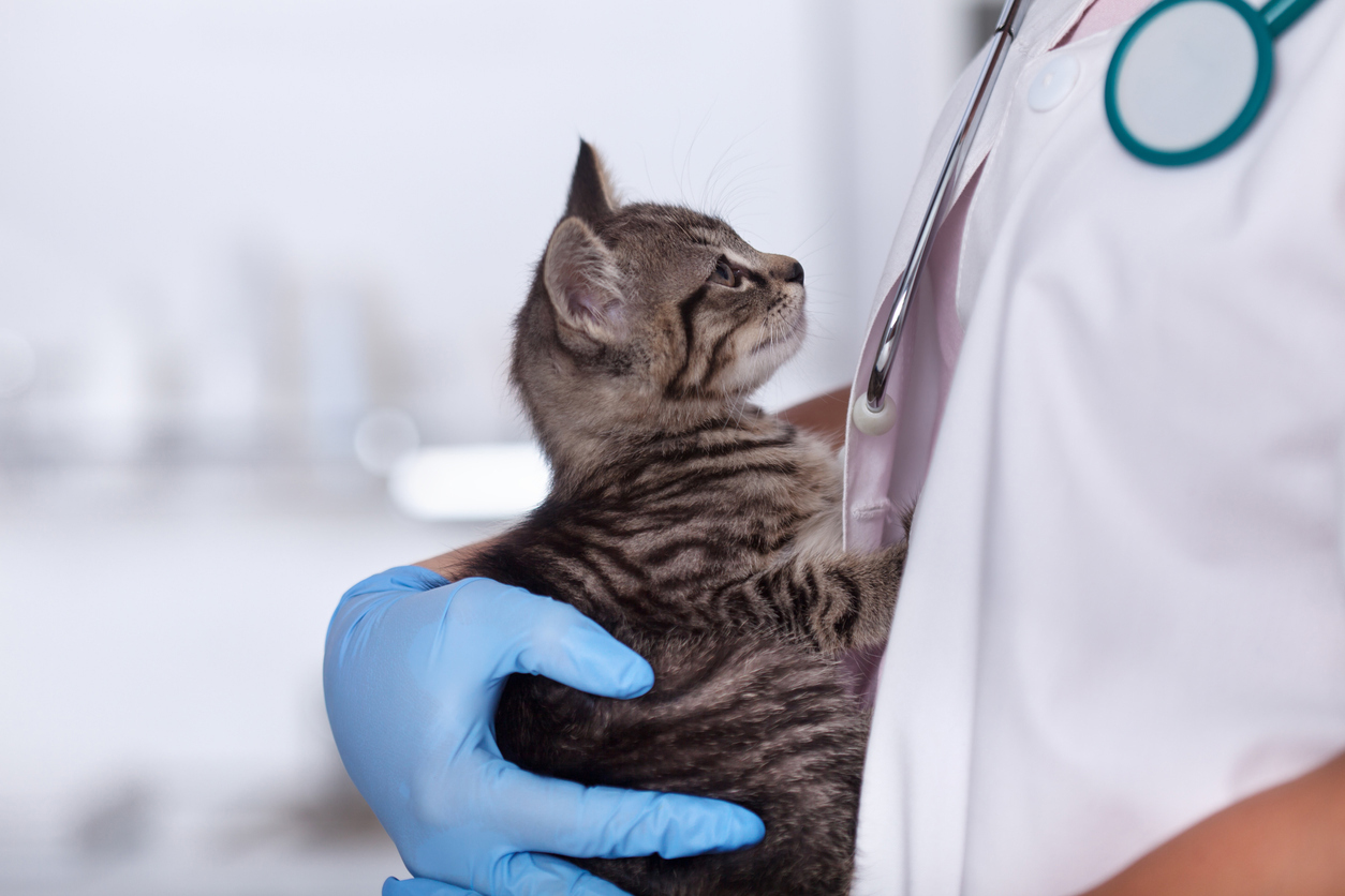 Bệnh tăng bạch cầu ở mèo gây nhiều biến chứng cho sức khỏe