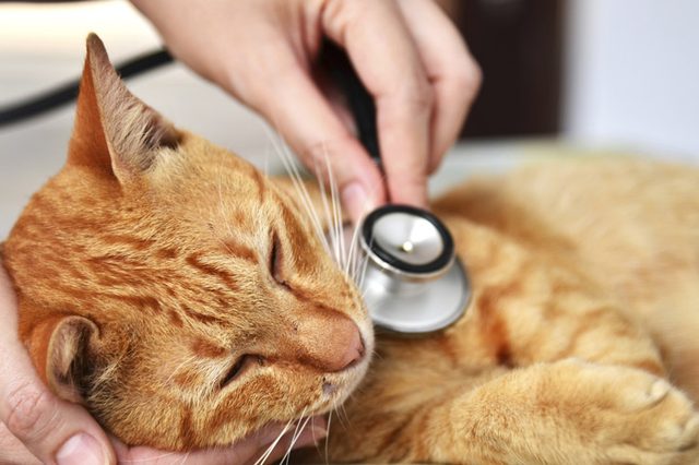 Không tự ý chăm sóc mèo bị bạch cầu mà không qua hướng dẫn của bác sĩ