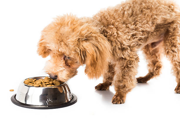Áp dụng chế độ ăn uống phù hợp và luôn bổ sung nước sạch cho Poodle