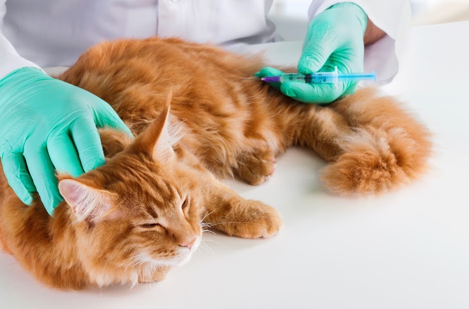 Hướng dẫn tiêm phòng đúng cách cho mèo nhiễm bạch cầu