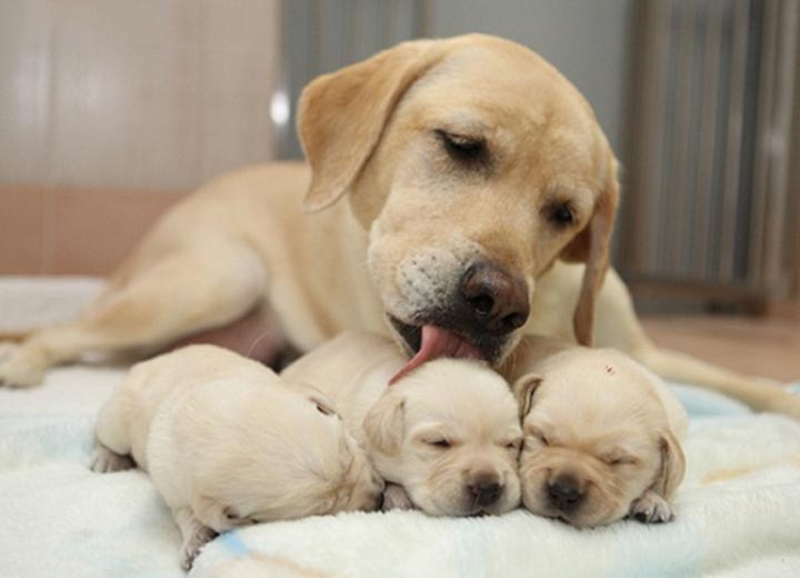 Chó mẹ đang cho con bú không nên tiêm phòng Parvo vì có khả năng sẽ gây nguy hiểm cho chó con thông qua tuyến sữa