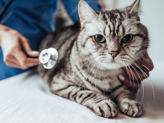 Những biểu hiện của bệnh bạch cầu ở mèo bạn cần biết