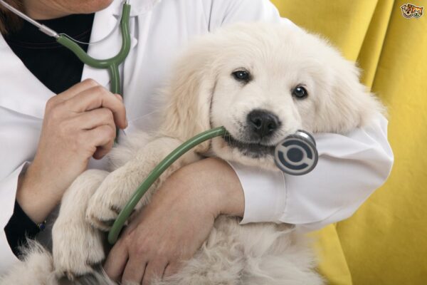 Các mức chi phí khám chữa bệnh cho thú cưng