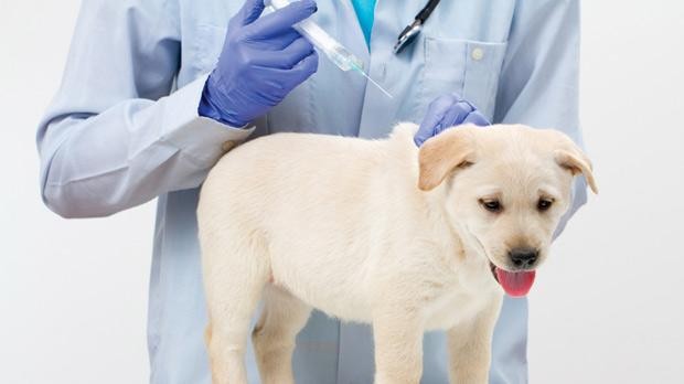 Một số chó con có hệ miễn dịch quá yếu, hoặc không đủ sức khỏe trong trường hợp này sẽ dễ dẫn đến tình trạng tiêu chảy