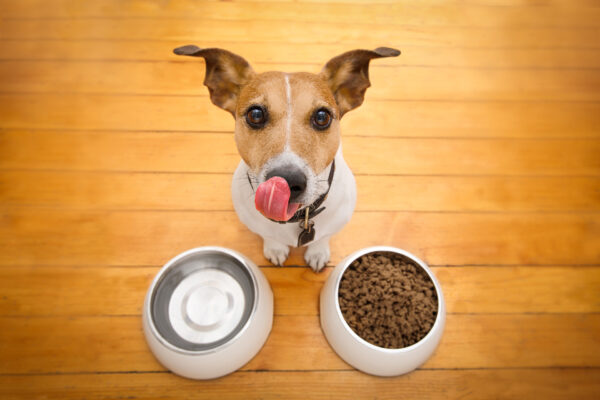 Thay đổi chế độ ăn để điều trị bệnh đi ngoài của chó