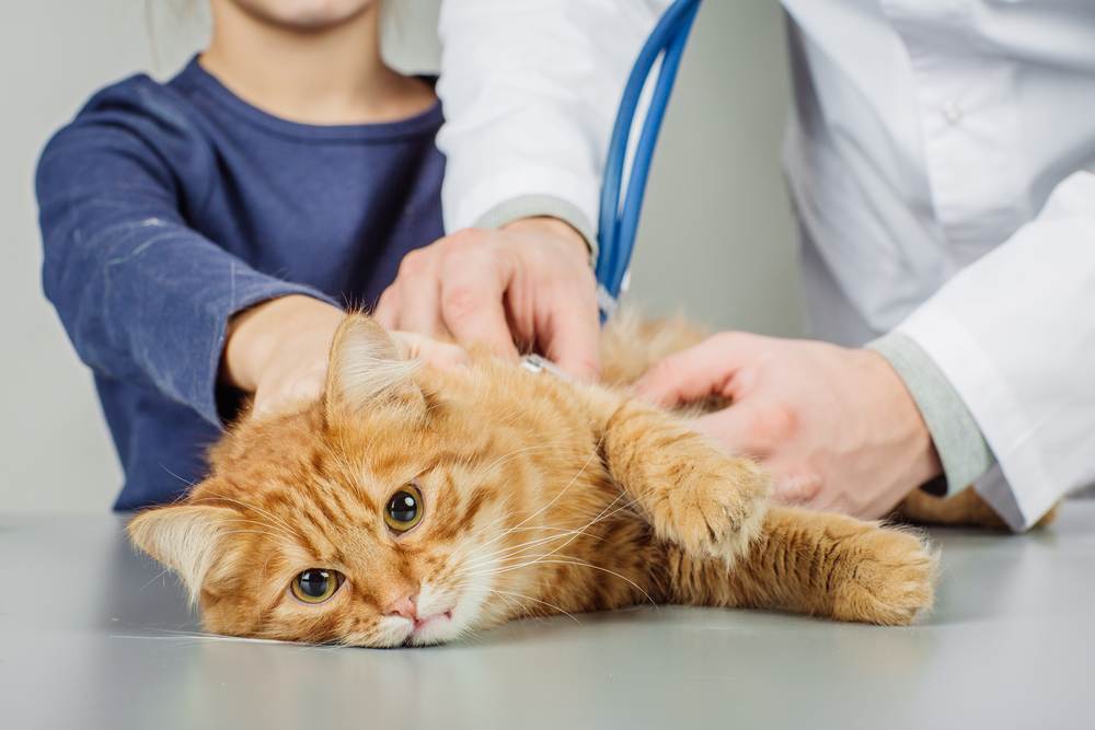 Tiêm vaccine là cách phòng ngừa bệnh giảm bạch cầu ở mèo con tốt nhất