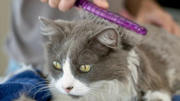 Tìm hiểu nguyên nhân và đến cơ sở thú y điều trị sớm khi phát hiện mèo tiêu chảy kèm sùi bọt mép