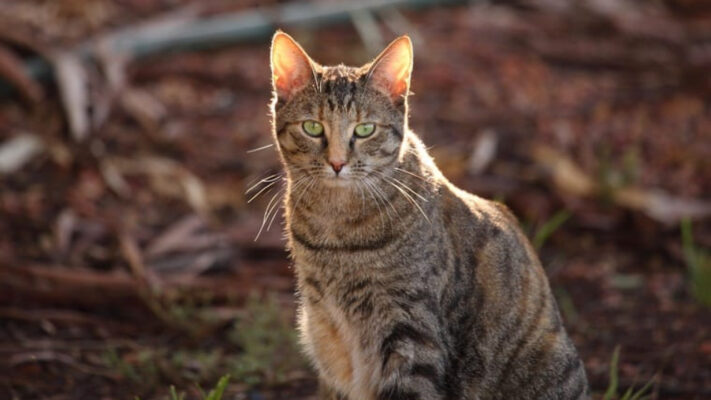 Những chú mèo hoang có thể là nguồn lây bệnh giảm bạch cầu