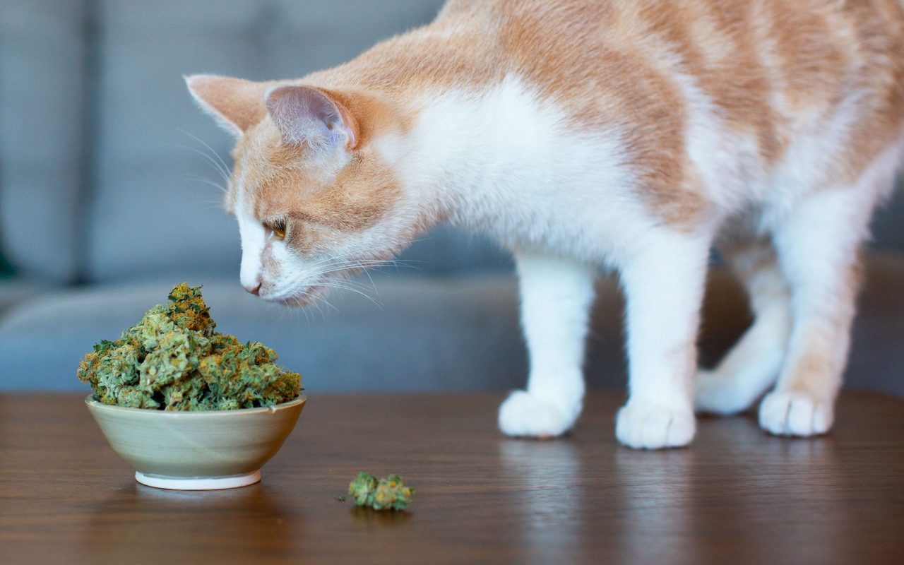 Việc ăn lung tung khiến mèo dễ gặp các triệu chứng liên quan đến đường tiêu hóa