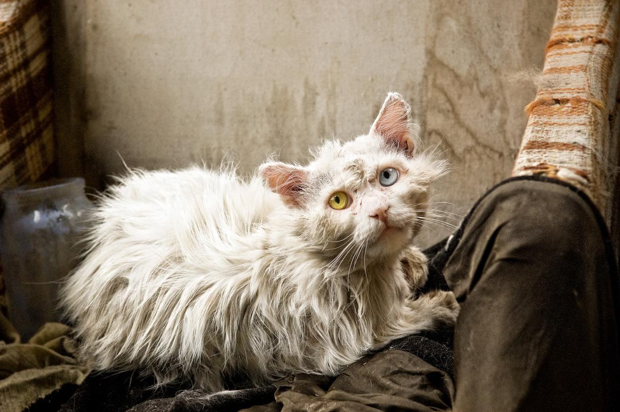 FeLV khiến mèo sụt ký, suy giảm hồng cầu và suy nhược nghiêm trọng