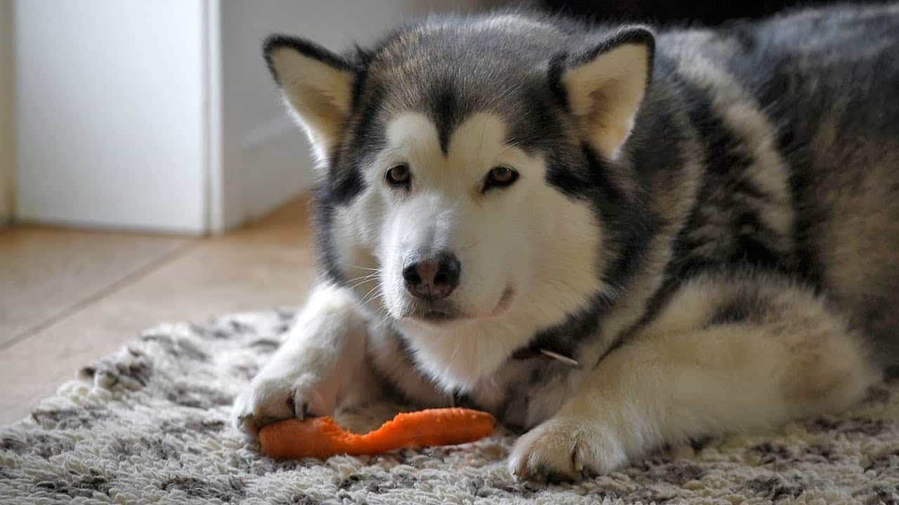 Không nên cho chó Alaska ăn trong vòng 24 tiếng và áp dụng chế độ ăn nhạt