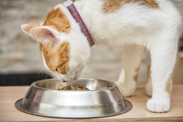 Việc cho mèo ăn gì khi đang bị đi ngoài rất quan trọng trong quá trình điều trị
