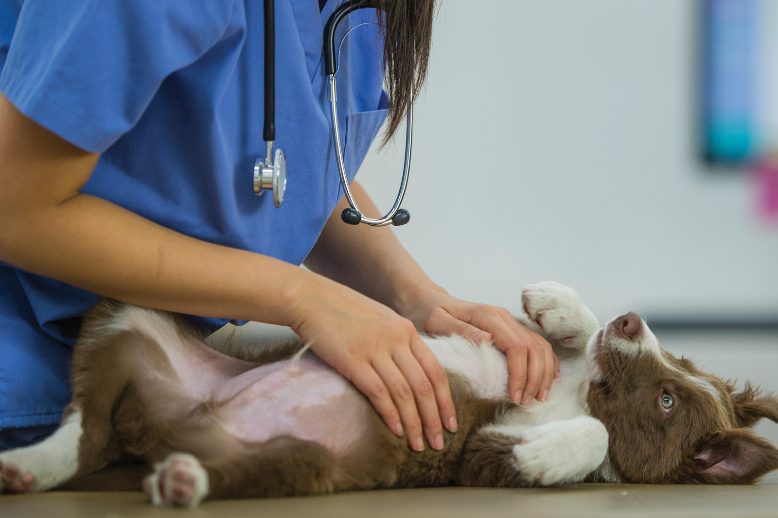 Nếu không có nhiều kinh nghiệm hãy đưa thú cưng tới gặp bác sĩ sớm nhất để được điều trị sớm