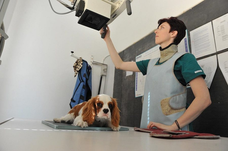 Chụp X-quang là phương pháp được sử dụng khi thú cưng có những tổn thương về phần xương khớp