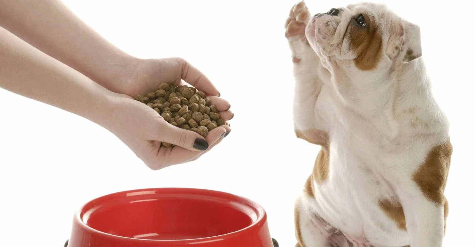 Phân của chó đi ngoài có màu thường liên quan đến thực phẩm mà thú cưng đã ăn