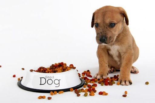 Thông thường việc phân của chó đi ngoài có màu thường liên quan đến thực phẩm mà thú cưng đã ăn