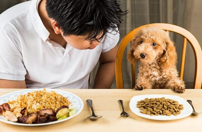 Thừa đạm do chế độ ăn uống là một trong những nguyên nhân khiến chó đi ngoài màu đen
