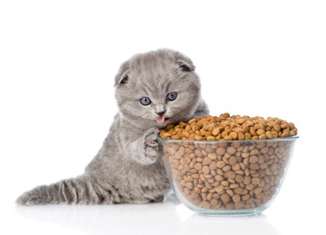 Mèo con với hệ tiêu hóa còn kém và háu ăn là một trong những nguyên nhân dễ bị đi ngoài