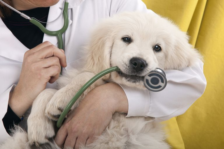 Nếu có tình trạng bất thường ở chó cần mang bé ra thú y để điều trị kịp thời