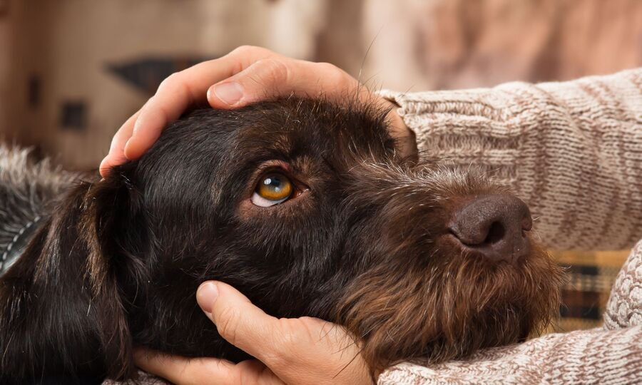 Vệ sinh môi trường và chăm sóc chó cẩn thận để phòng tránh nhiễm giun