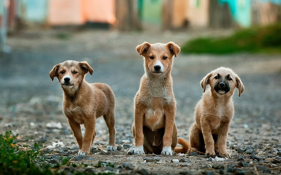 Một số chó con nhiễm giun từ chó mẹ ngay từ lúc mới chào đời
